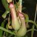 Nepenthes x ventrata